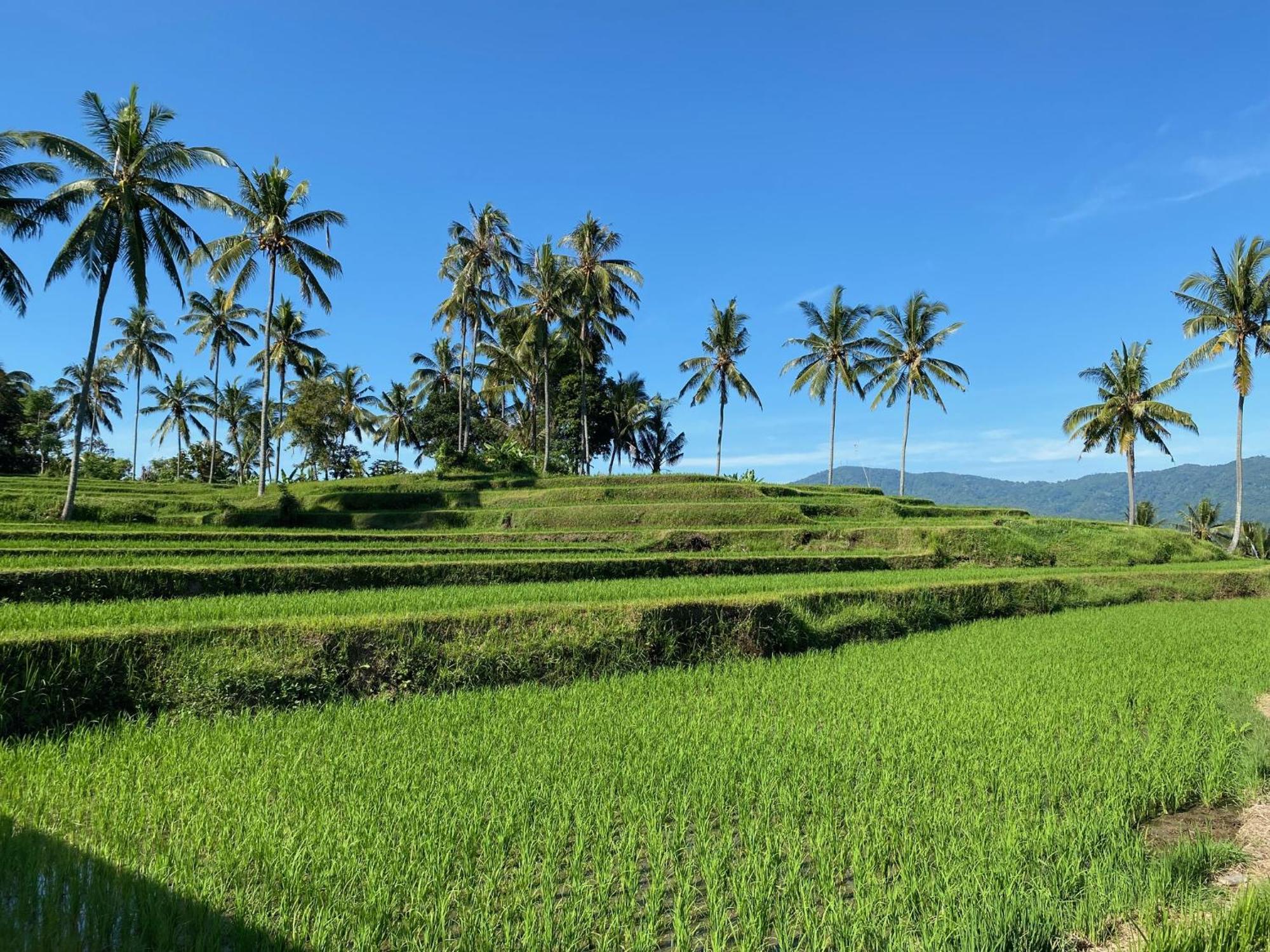 Mayong Bali Villa And Hostel Munduk Extérieur photo